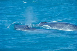 وال یا نهنگ آبی