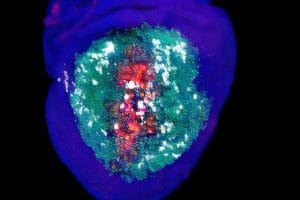 پارادوکس حیات در مرگ سلولی؛ کشف نقش شگفت‌آور سلول‌های از بین رفته در ترمیم بافت!