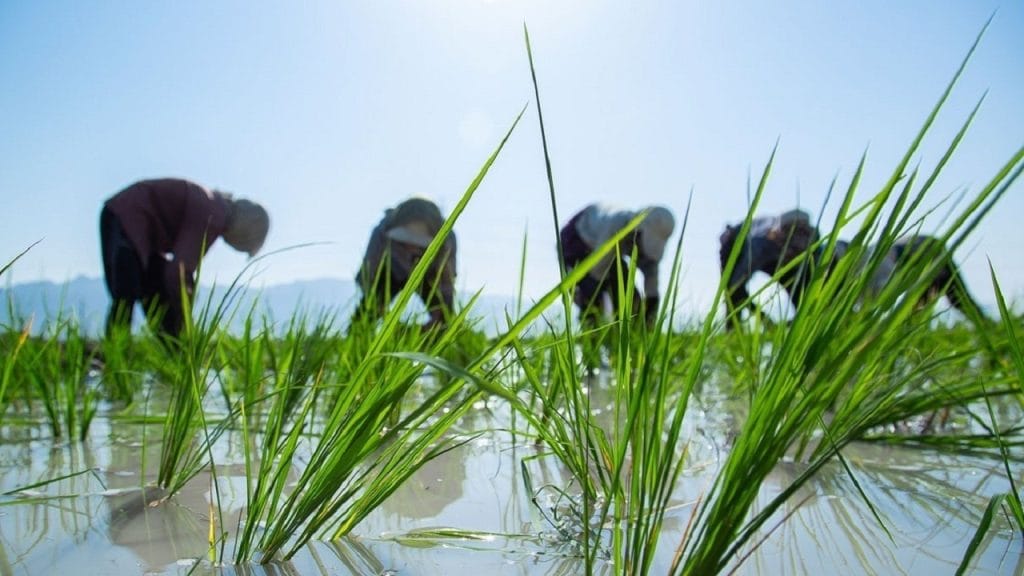 چرا کاشت برنج در خوزستان به خطر افتاده؟ بررسی دلایل و پیامدها