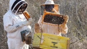 چرا فیل‌ها از زنبورها خوششان نمی‌آید و این موضوع چطور به نفع کشاورزان است؟