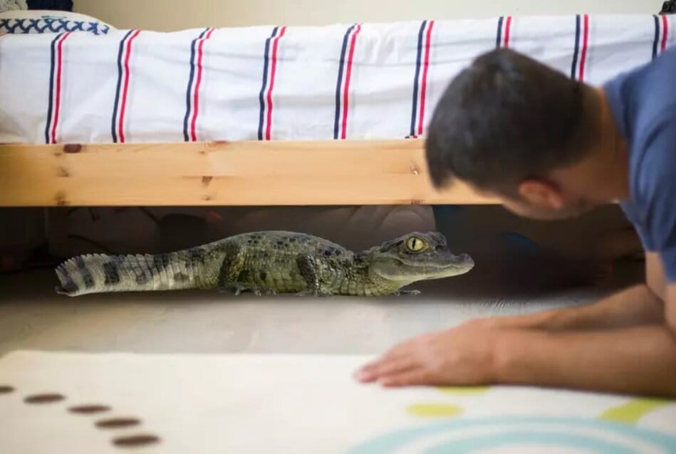 تمساح در یکی از اتاقهای متل! چه اتفاقی افتاده است؟