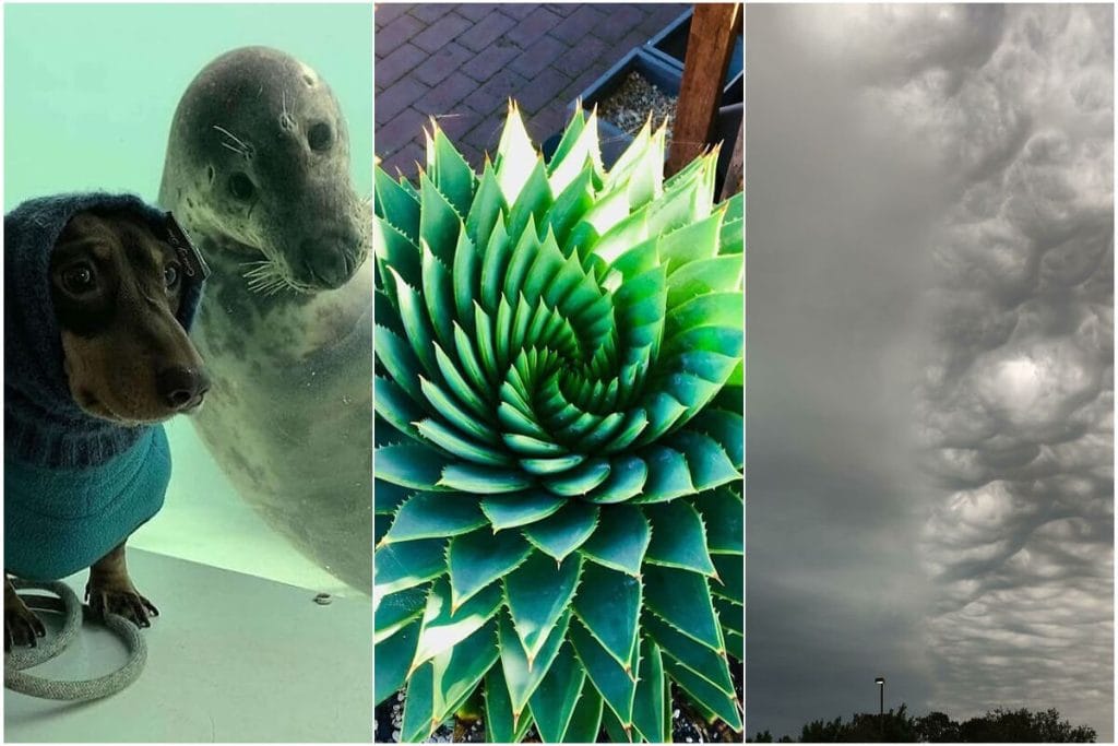 «جایی که هنر و خنده با هم ملاقات میکنند: تصاویری که شما را شگفتزده خواهد کرد!»