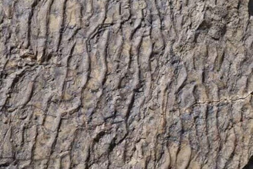 کشف رد پای دایناسورها در کرمان: شگفتیهای زمینشناسی که تاریخ را زنده میکنند!