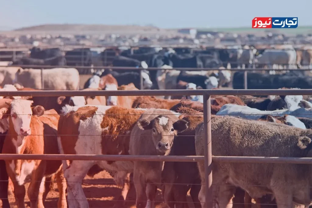 کدام قیمت دام زنده در ۱۲ تیر ۱۴۰۴ سود بیشتری برای دامداران دارد؟