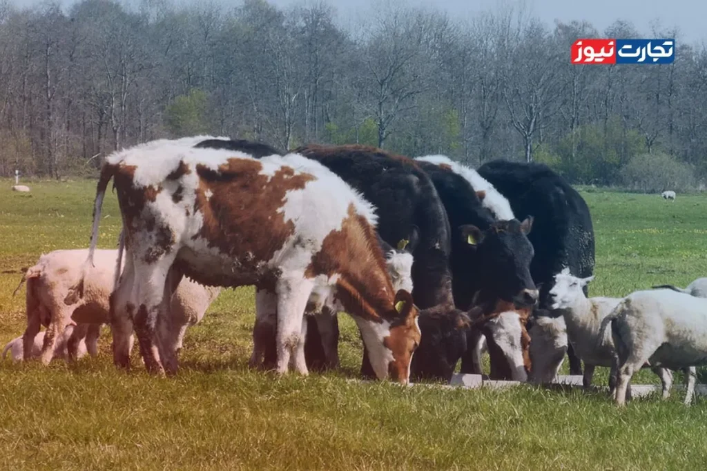 کشف قیمتهای شوکهکننده دام زنده در ۶ مرداد ۱۴۰۴ - این جدول را از دست ندهید!