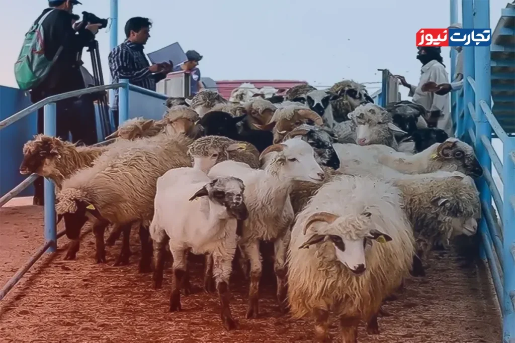 کنجکاوید امروز گوسفند زنده چند میارزد؟ جدول کامل قیمتها را اینجا ببینید!