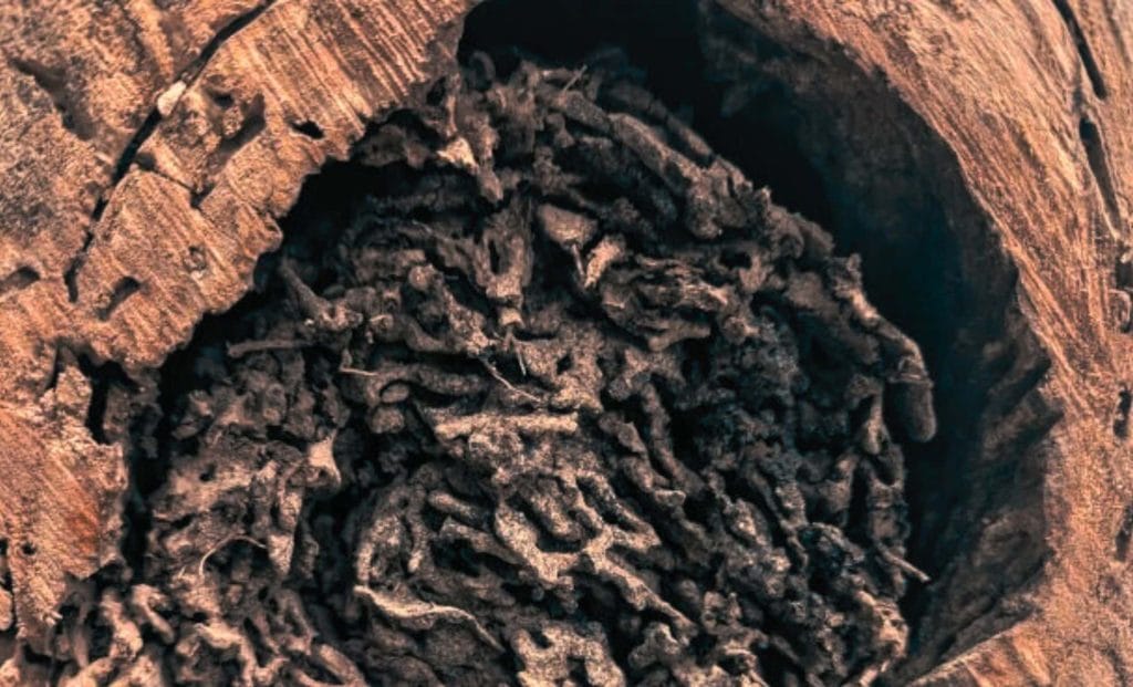 زنگ خطر دانشمندان: هیولاهای دورگه در حال تولید "ابر دستهها"ی مرگبار!