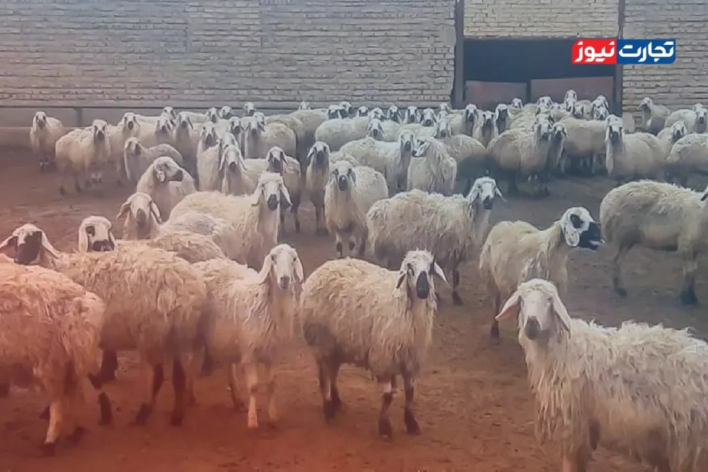 کنجکاوید قیمت گوسفند زنده امروز در استان شما چقدر است؟ متوسط نرخها به ۲۶۵ هزار تومان رسید!