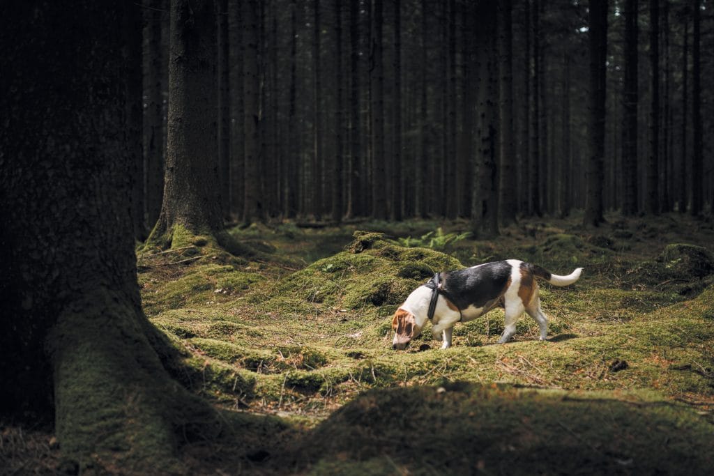 Beagle in forest
