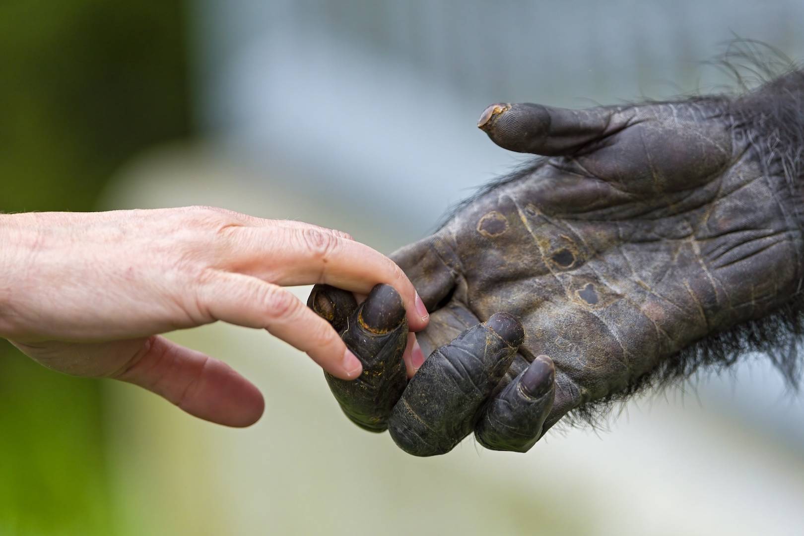 آیا واقعاً ۹۹ درصد دیانای انسان و شامپانزه یکسان است؟