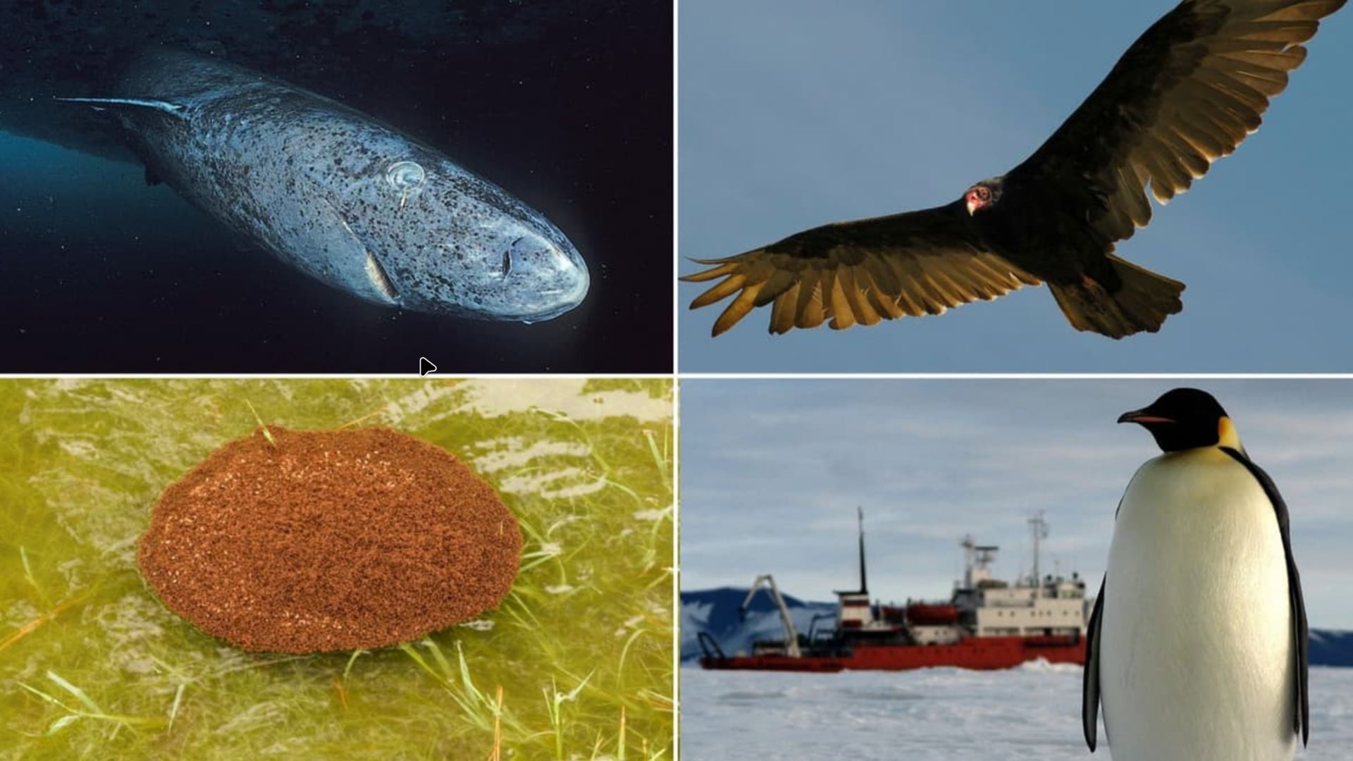 بعد از نابودی: این موجودات عجیب، آخرین بازماندگان زمین خواهند بود!