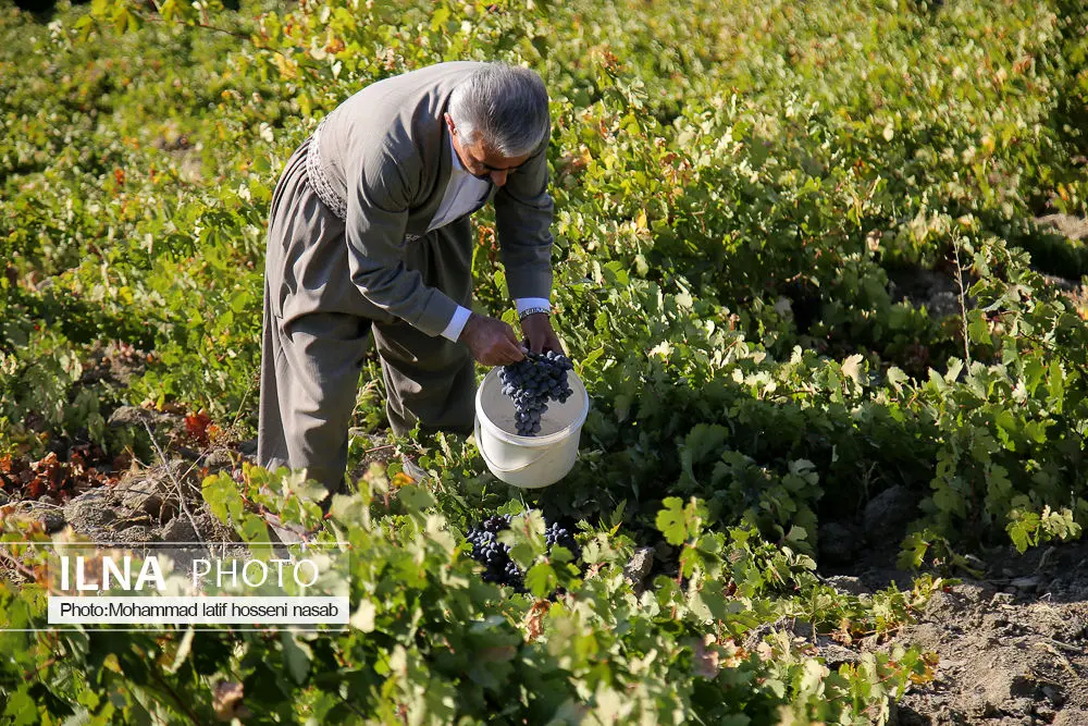 راز انگورهای سیاه کردستان: طعم بهشت در پایگلان!"