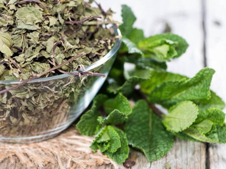 کاشت نعناع در بطری نوشابه