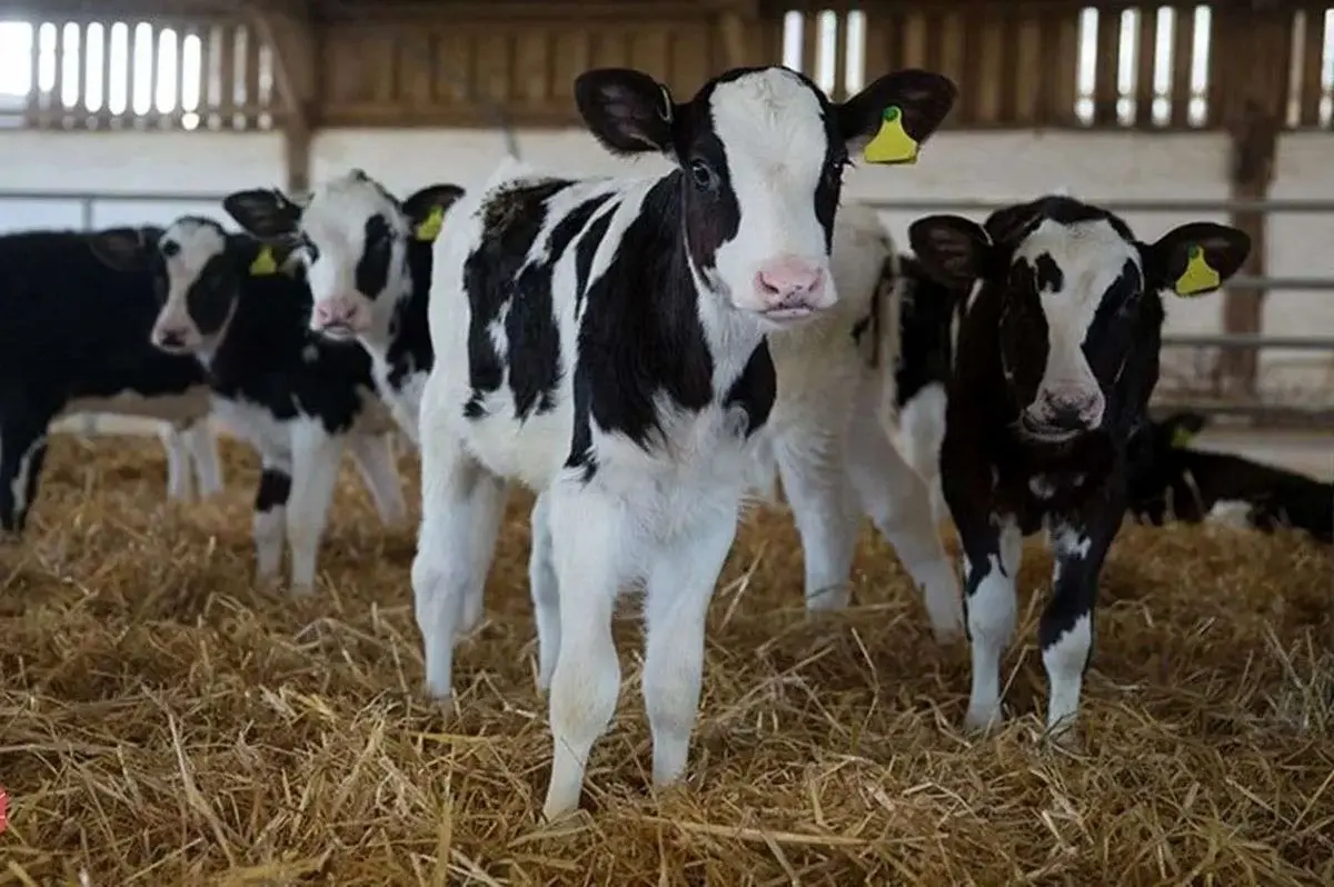 جنگ قیمت دام: بازار گوشت چه خوابی دیده؟!"