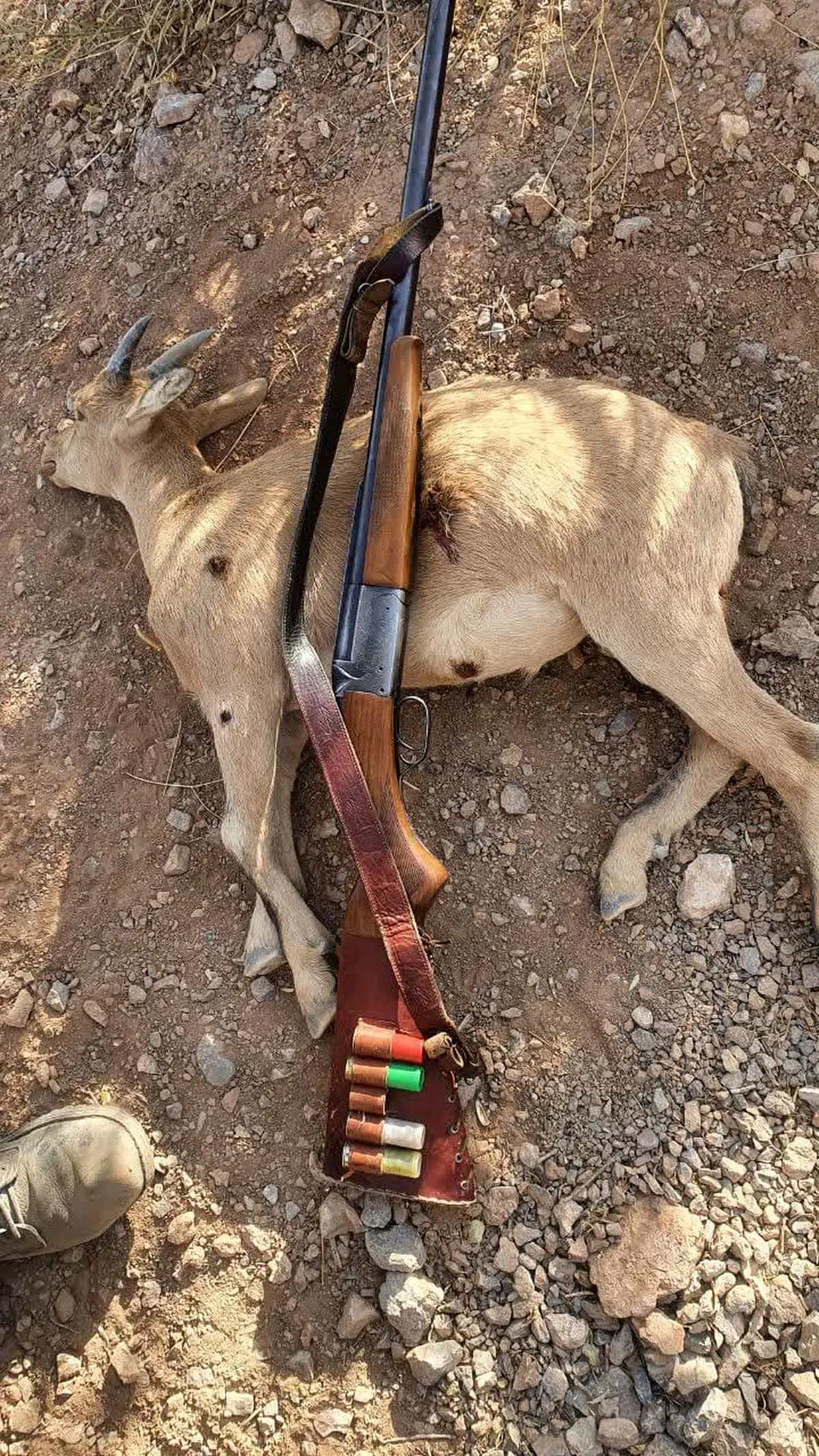 دستگیری شکارچی مُتخلف در ارتفاعات دنا