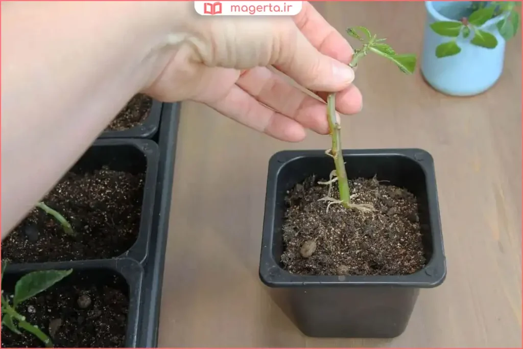 راز فوران شاخه در گلدان پتوس: روشی که نمی‌دانستید!