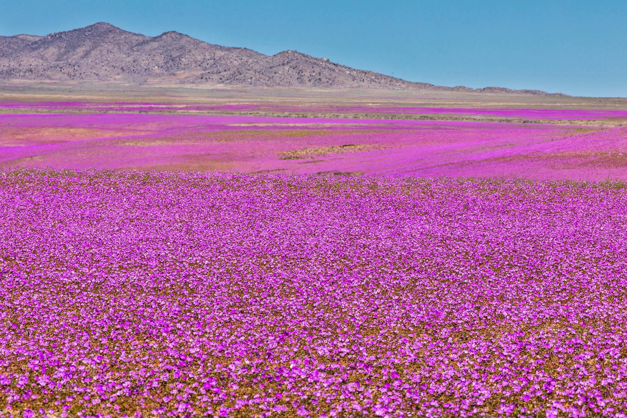 آتاکاما زیرورو شد! باورنکردنیه!