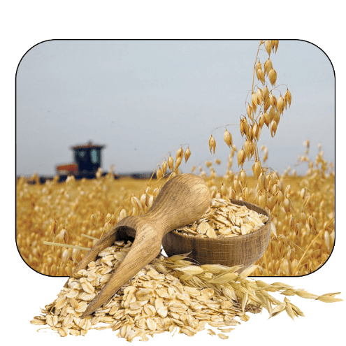 خواص یولاف خیره‌کننده و ضروری برای زندگی سالم