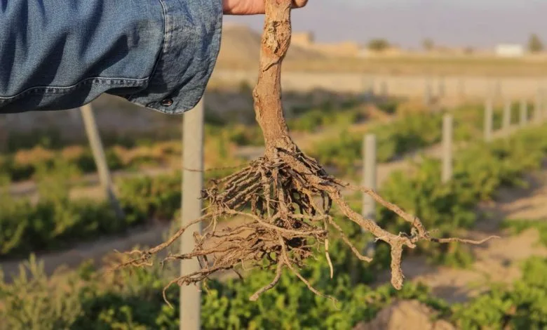 گیاهان ریشه راست ضروری و بهترین انتخاب باغبانی