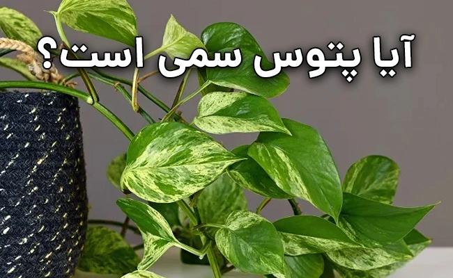 آیا پتوس سمی است؟ راهنمای ضروری و ایمن برای همه