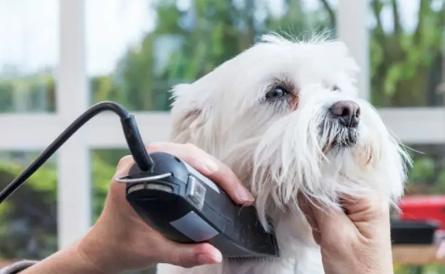 اصلاح و شستشوی سگ ضروری و آسان با روش‌های خیره‌کننده
