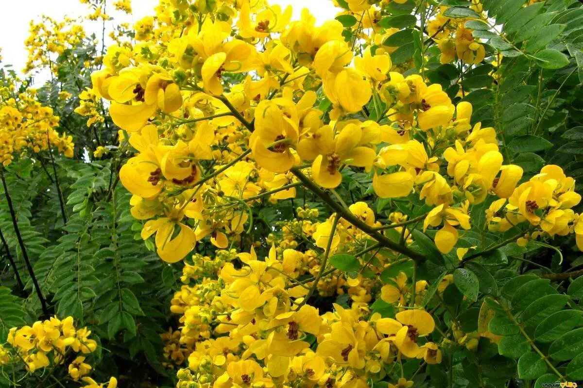 گیاه سنا مکی چیست؟ راهنمای ضروری و آسان درمان طبیعی