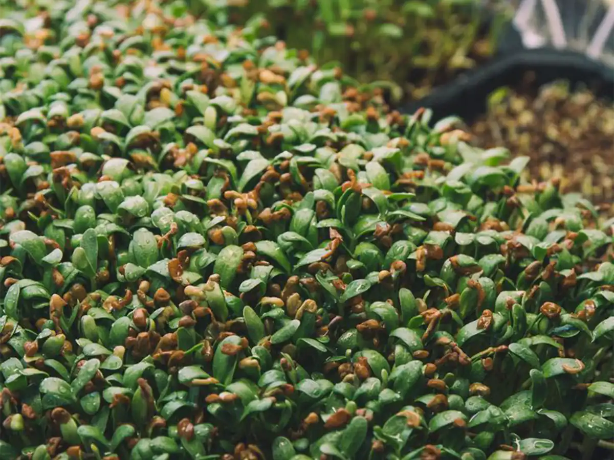 سبزه تخم شنبلیله خیره‌کننده و آسان برای نوروزی متفاوت