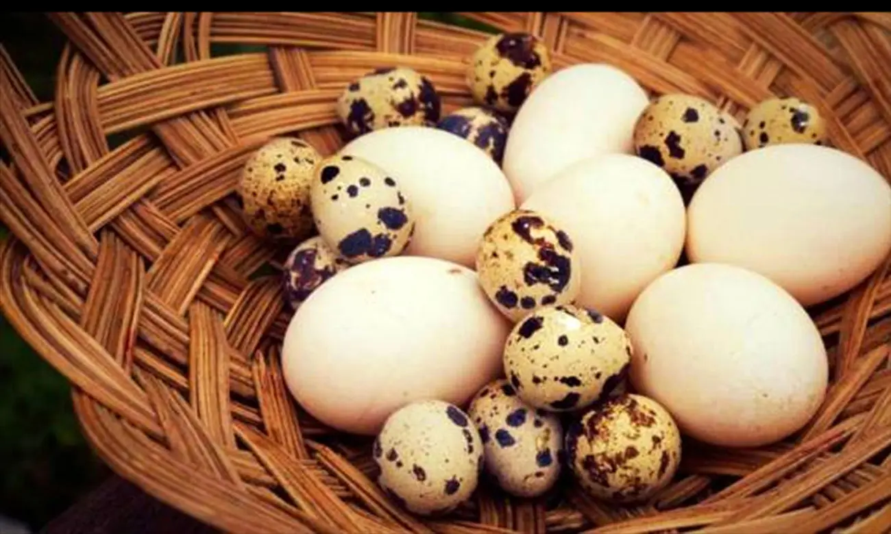 خواص تخم کبوتر شگفت‌انگیز و ضروری برای سلامتی شما