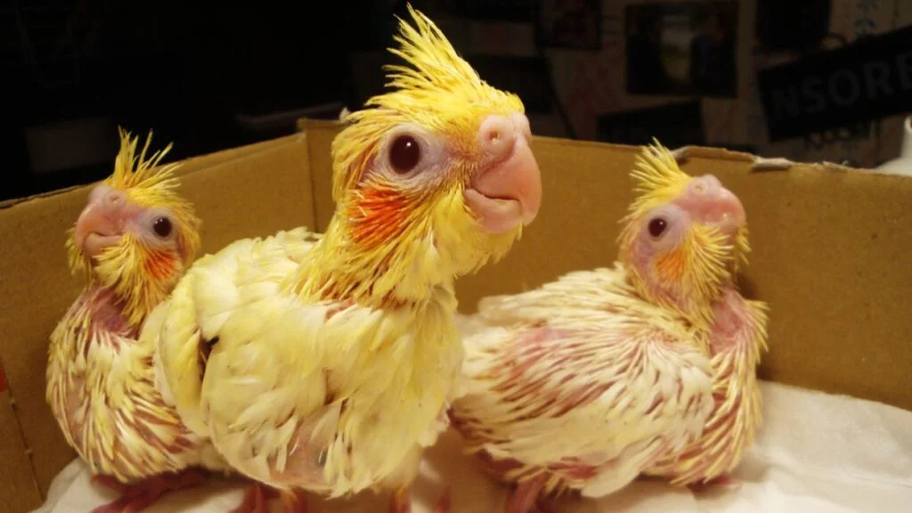 اگر عروس هلندی به جوجه غذا نمیده: راهکارهای ضروری و آسان