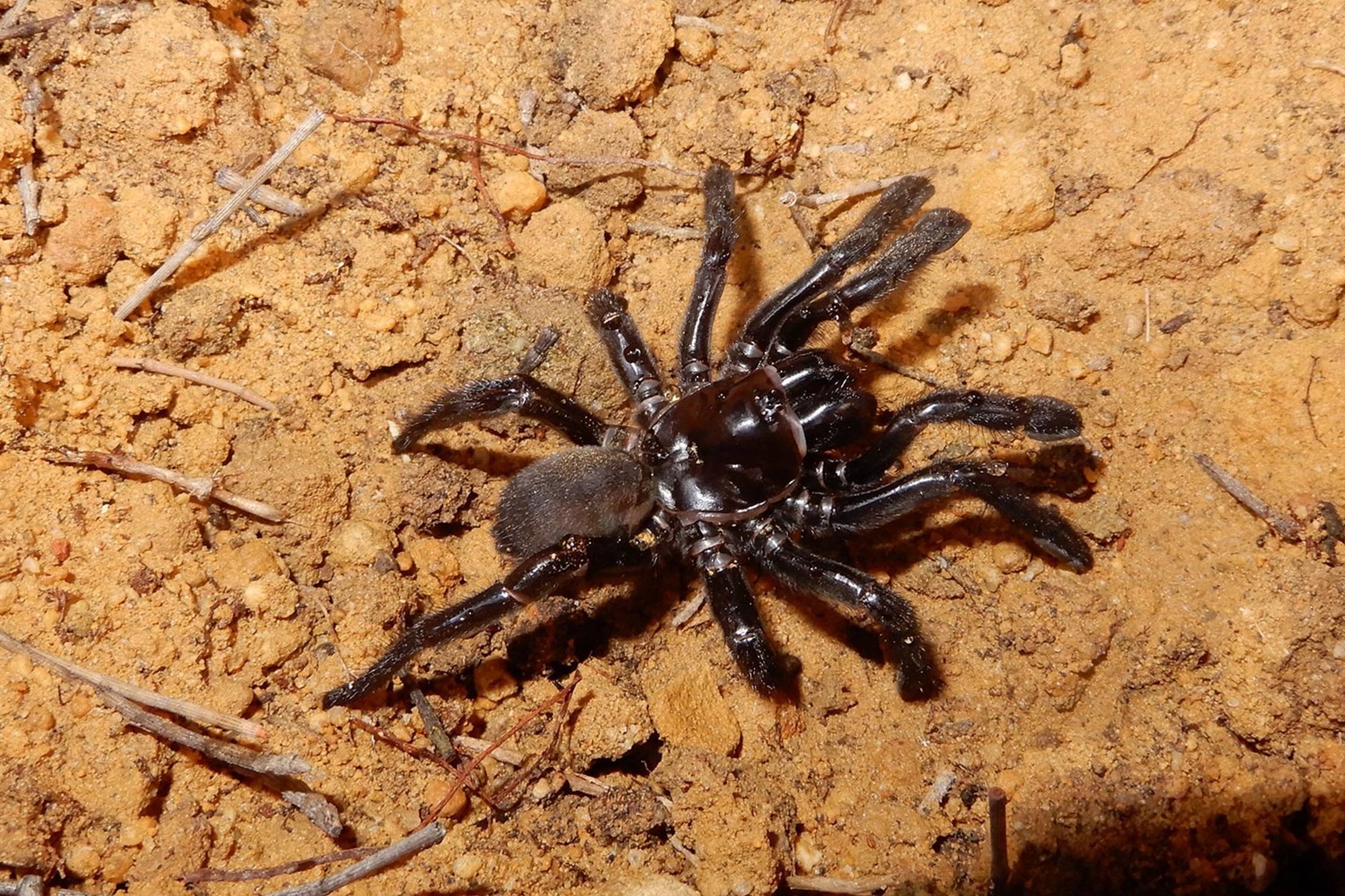 راز طولانی‌ترین تار؛ وقتی عنکبوت «شماره ۱۶» تاریخ را غافلگیر کرد