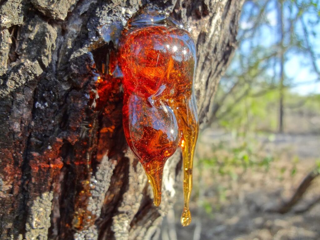 شیره درخت در جدول ضروری و خیرهکننده برای بهبود سلامت