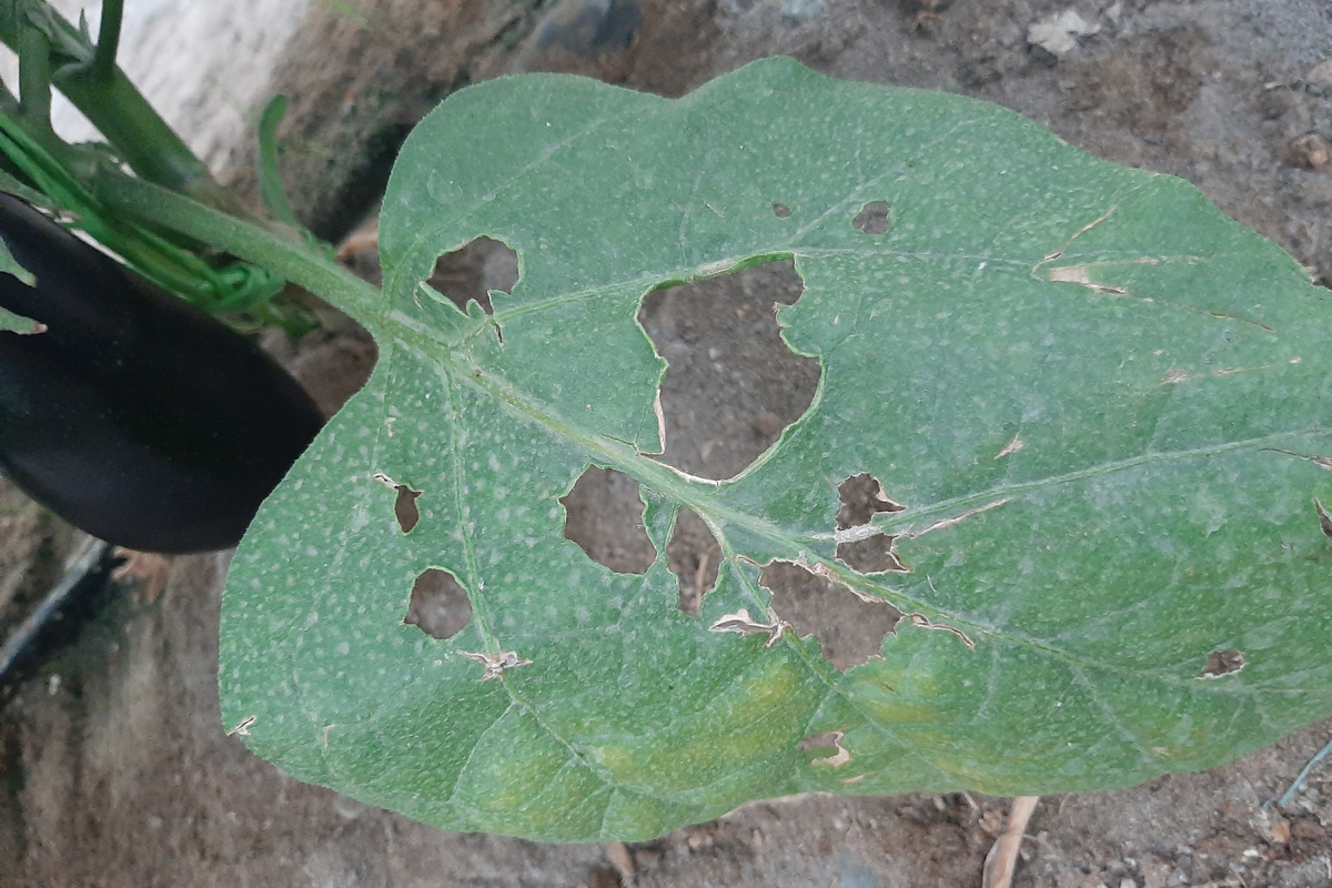 بیماری های بادمجان ضروری برای محافظت آسان و مؤثر