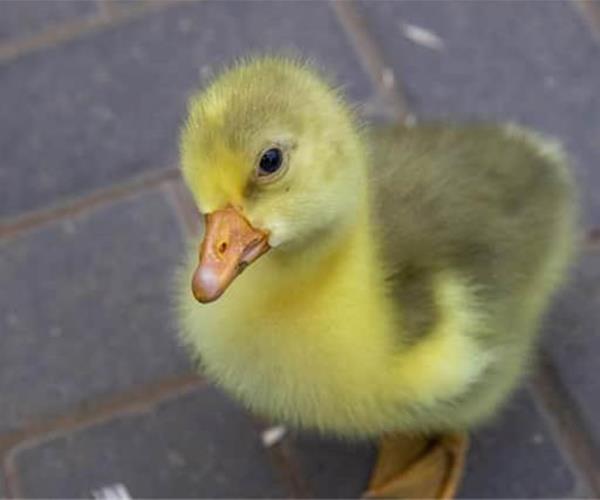 قیمت جوجه غاز یک ماهه: راهنمای ضروری و مقرون به صرفه