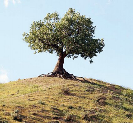 بنیاد الگن: راهنمای ضروری و خیره‌کننده کاشت درخت آسان