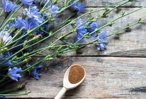 فواید کاسنی ضروری و شگفت‌انگیز برای سلامتی شما