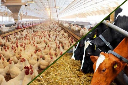 لبنیات و گوشت گران شد؛ ریشه مشکل کجاست؟ «کمبود نهاده» یا «ضعف نظارتی»؟