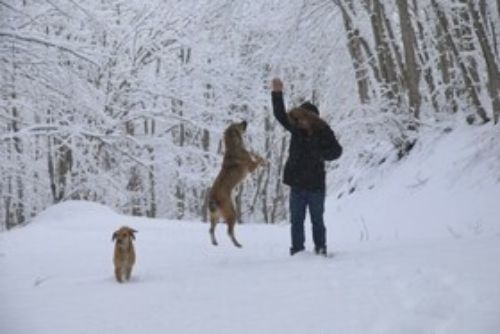 بارش برف در سوادکوه 