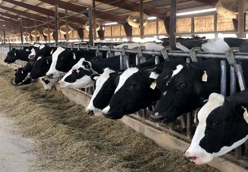 دامداری در آستانه بحران؛ افزایش قیمت نهادهها فشار را دوچندان کرد