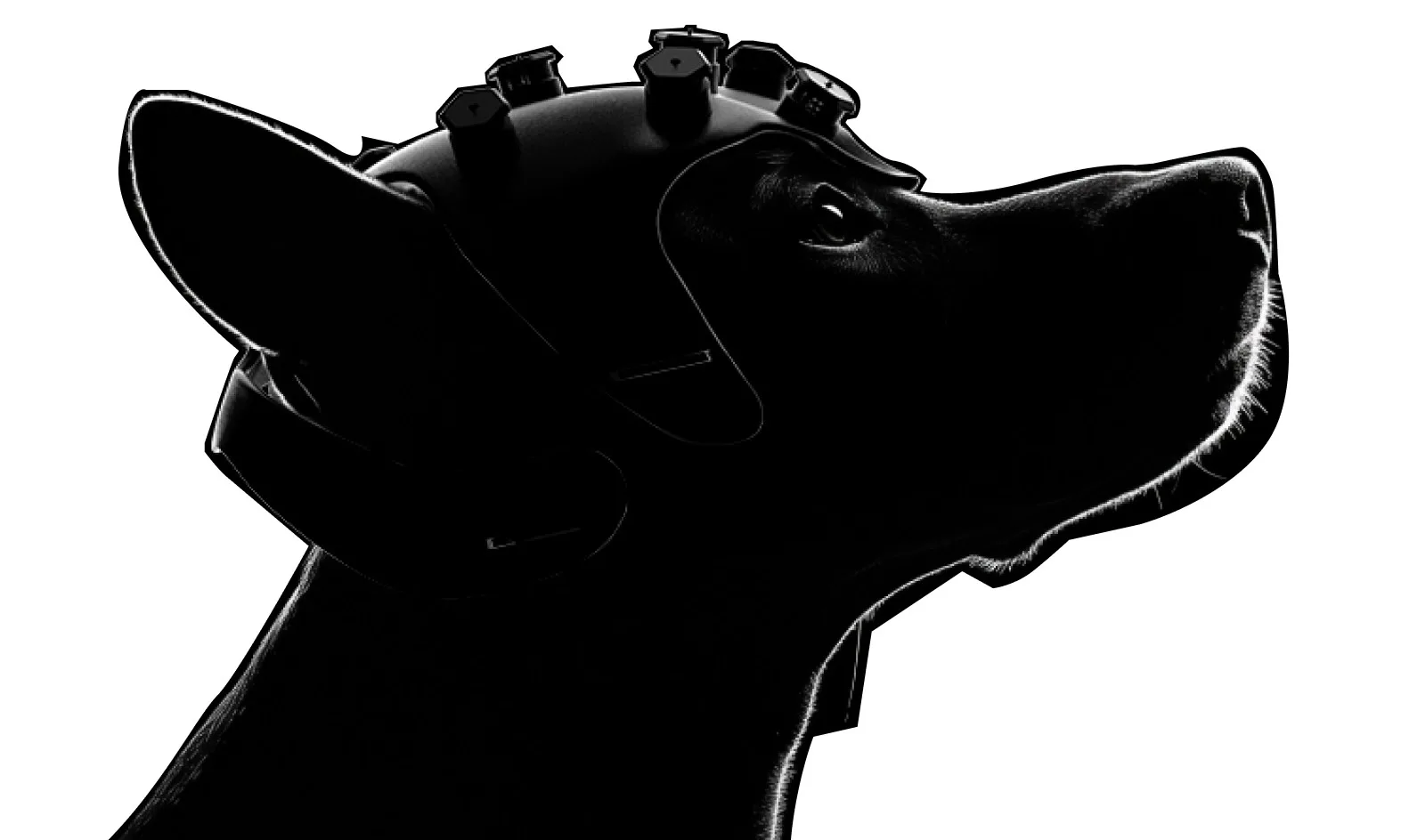 تشخیص زودهنگام سرطان با ترکیب هوش مصنوعی و حس بویایی سگ‌ها؛ نوآوری استارتاپ Dognosis با تست تنفسی ۱۰ دقیقه‌ای